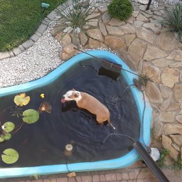 Mini oczkowodne, służące czasem za basen dla psa 