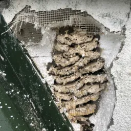 Odkryte gniazdo os z larwami wewnątrz ściany budynku, widoczne fragmenty styropianu i siatki wzmacniającej.