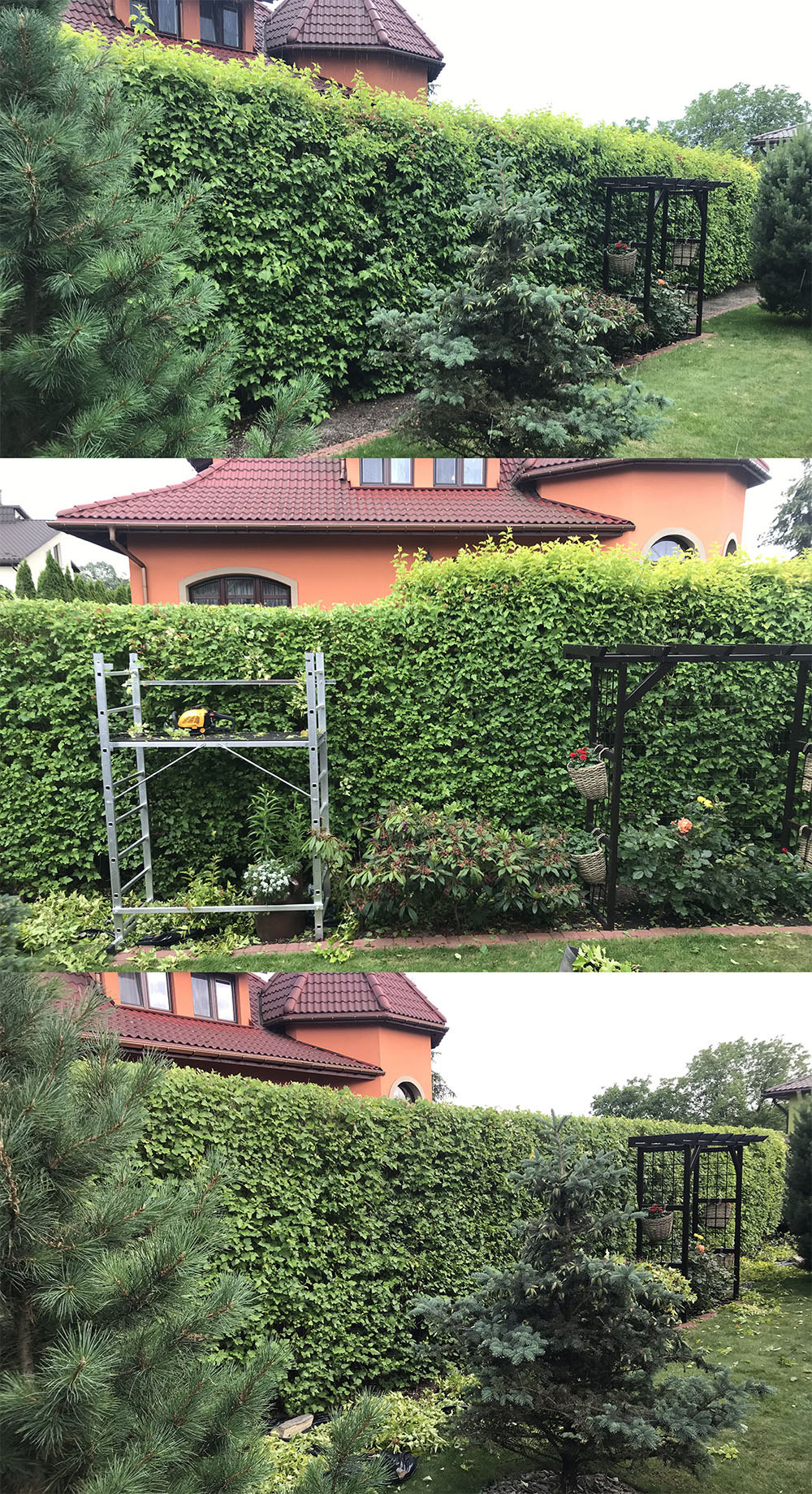 Formowanie wysokiego żywopłotu z bluszczu przy użyciu rusztowania i elektrycznych nożyc, widoczny dom z pomarańczową elewacją i czerwonym dachem w tle.