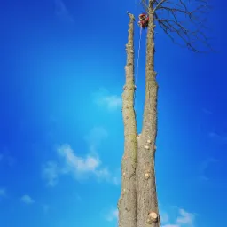 Arborysta w czerwonym kombinezonie, zabezpieczony linami, przycina wysokie drzewo na tle błękitnego nieba z rzadkimi obłokami, widoczne świeżo obcięte gałęzie.