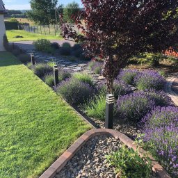 Galanthus - usługi ogrodnicze Piotr Kłosowski - Ogród z kwitnącą lawendą, drzewem o purpurowych liściach i ścieżką z kamieni, oświetlony lampami ogrodowymi, obrzeża z kostki brukowej.