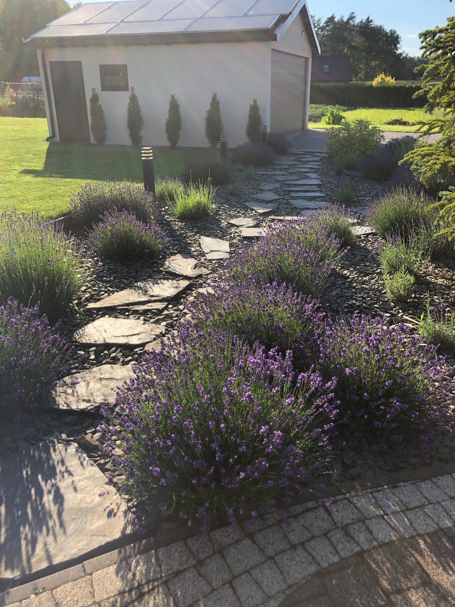 Ułożone kamienne płyty tworzą ścieżkę przez rabatę z kwitnącą lawendą i ozdobnym żwirem, prowadzącą do garażu z panelami słonecznymi i rzędem strzyżonych iglaków.