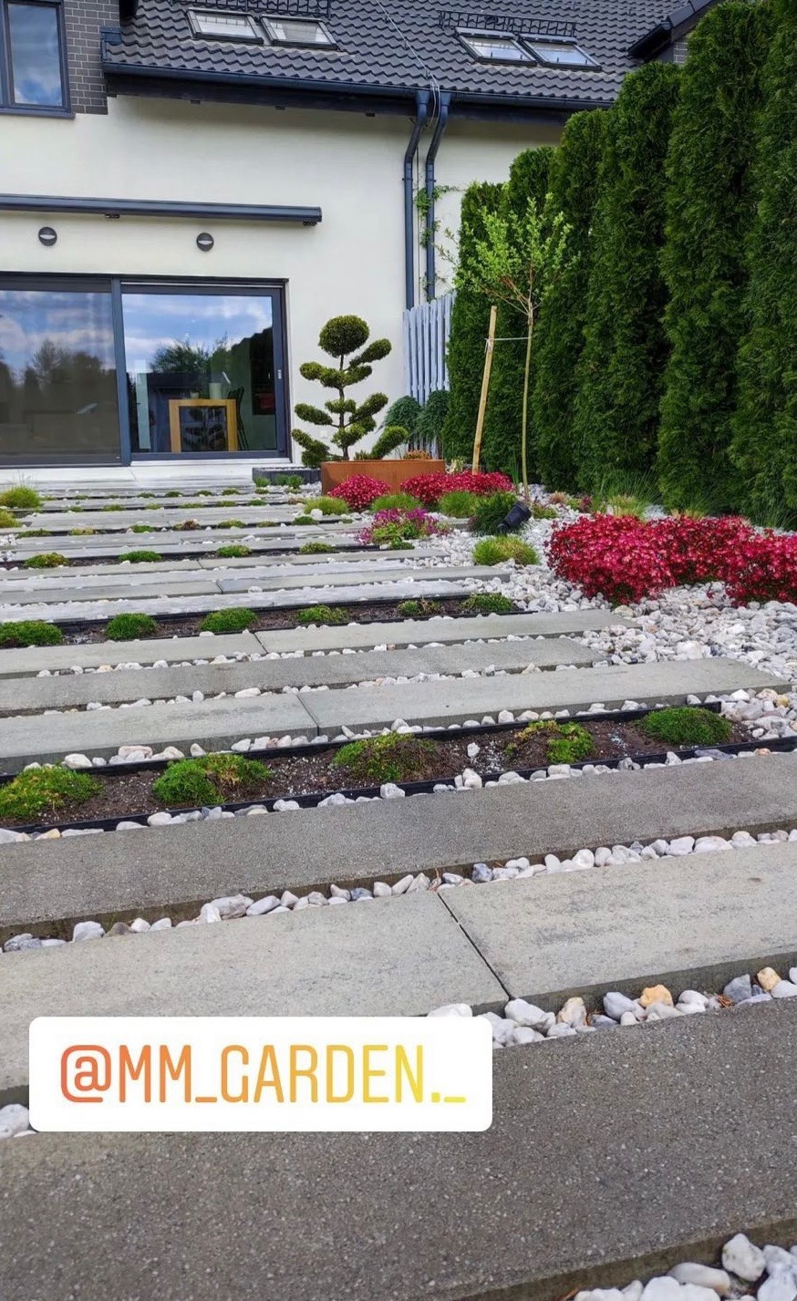 Nowoczesny taras z betonowych płyt oddzielonych białym żwirem, z roślinami ozdobnymi i formowanym drzewkiem, na tle domu z dużym oknem przesuwnym i wysokimi tujami.