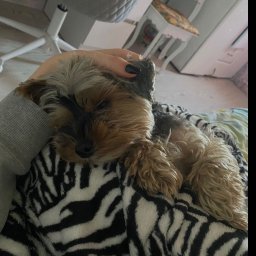 piesek mojej babci :)