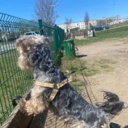 Yorkshire Terrier w szaro-beżowej uprzęży stoi na drewnianej ławce w parku, opierając się przednimi łapami o zielone ogrodzenie i obserwując otoczenie w słoneczny dzień.