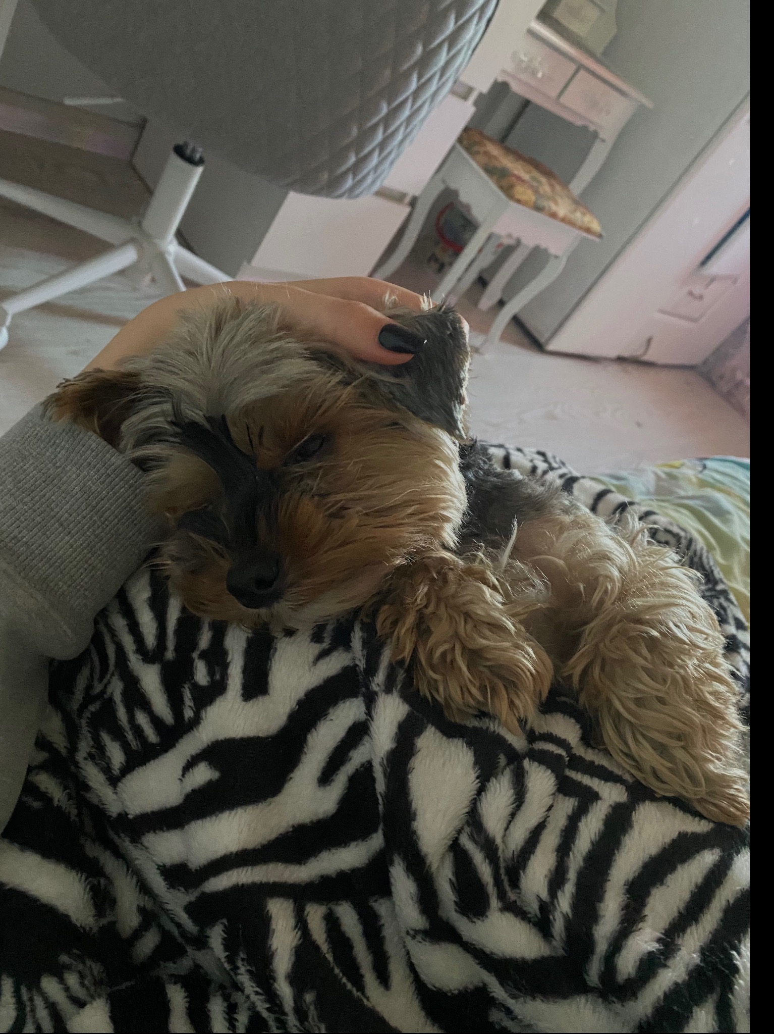 piesek mojej babci :)