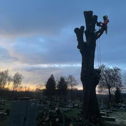 Betula Usługi Arborystyczne Mariusz klimiuk Wycinka alpinistyczna i pielęgnacja drzew - Doskonałe Prace Ogrodowe Siedlce