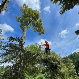 Betula Usługi Arborystyczne Mariusz klimiuk Wycinka alpinistyczna i pielęgnacja drzew - Profesjonalne Ogrody Siedlce