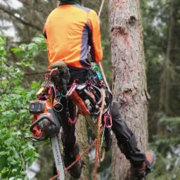 Pracownik w kasku i pomarańczowej kurtce, zabezpieczony linami, wspina się na drzewo z dwoma piłami łańcuchowymi Husqvarna przy pasie.