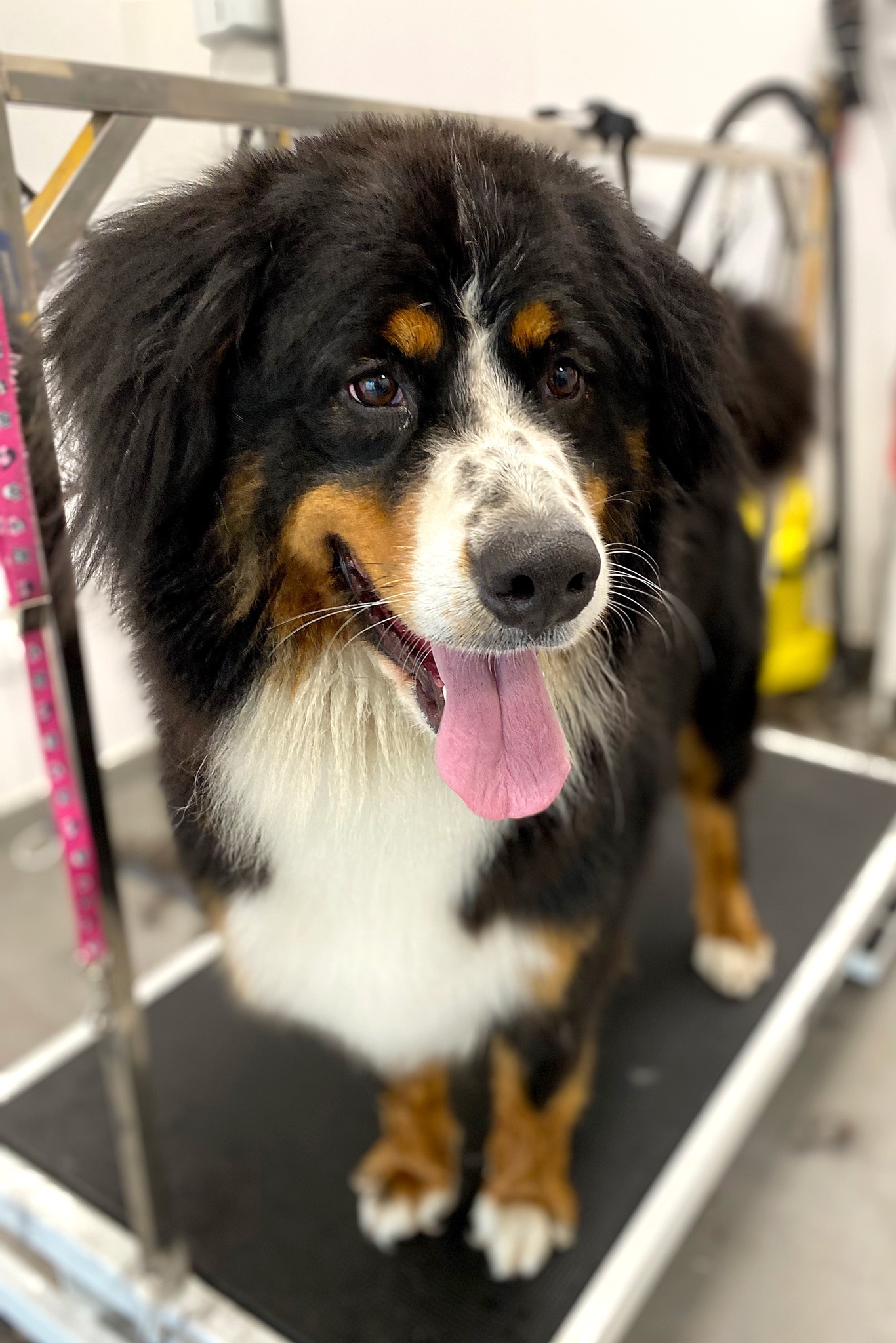 Uśmiechnięty pies rasy Berneński Pies Pasterski z wywieszonym językiem, stojący na stole groomerskim po strzyżeniu, z widocznymi narzędziami groomerskimi w tle.