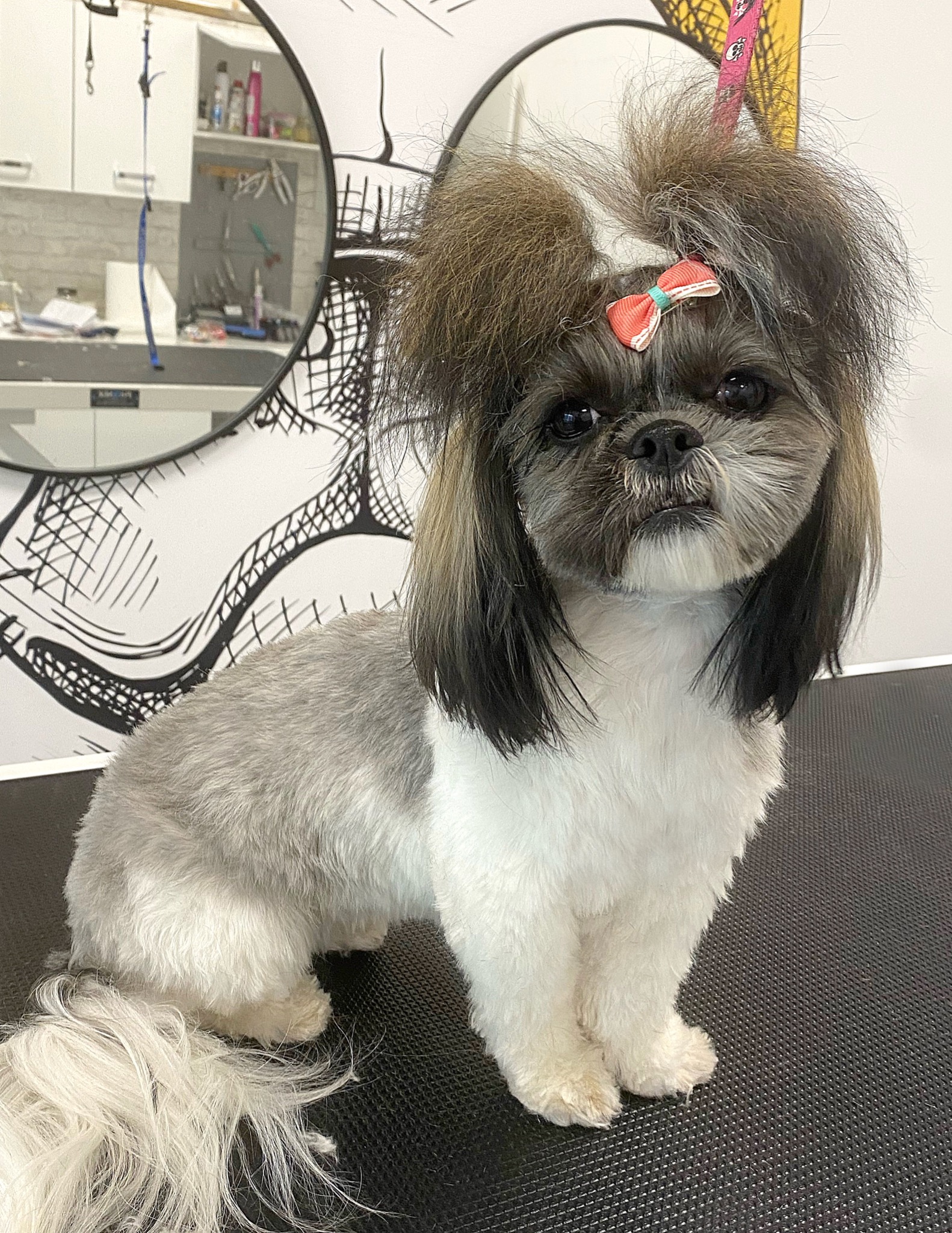 Shih Tzu po strzyżeniu z kokardą na głowie, stojący na czarnym stole w salonie groomingu, widoczne odbicie w lustrze z wyposażeniem salonu