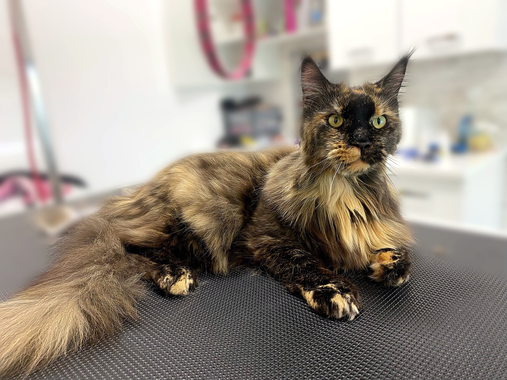 Maine Coon o umaszczeniu szylkretowym leży na teksturowanym stole w salonie pielęgnacji zwierząt, z rozmytym tłem z akcesoriami do pielęgnacji.