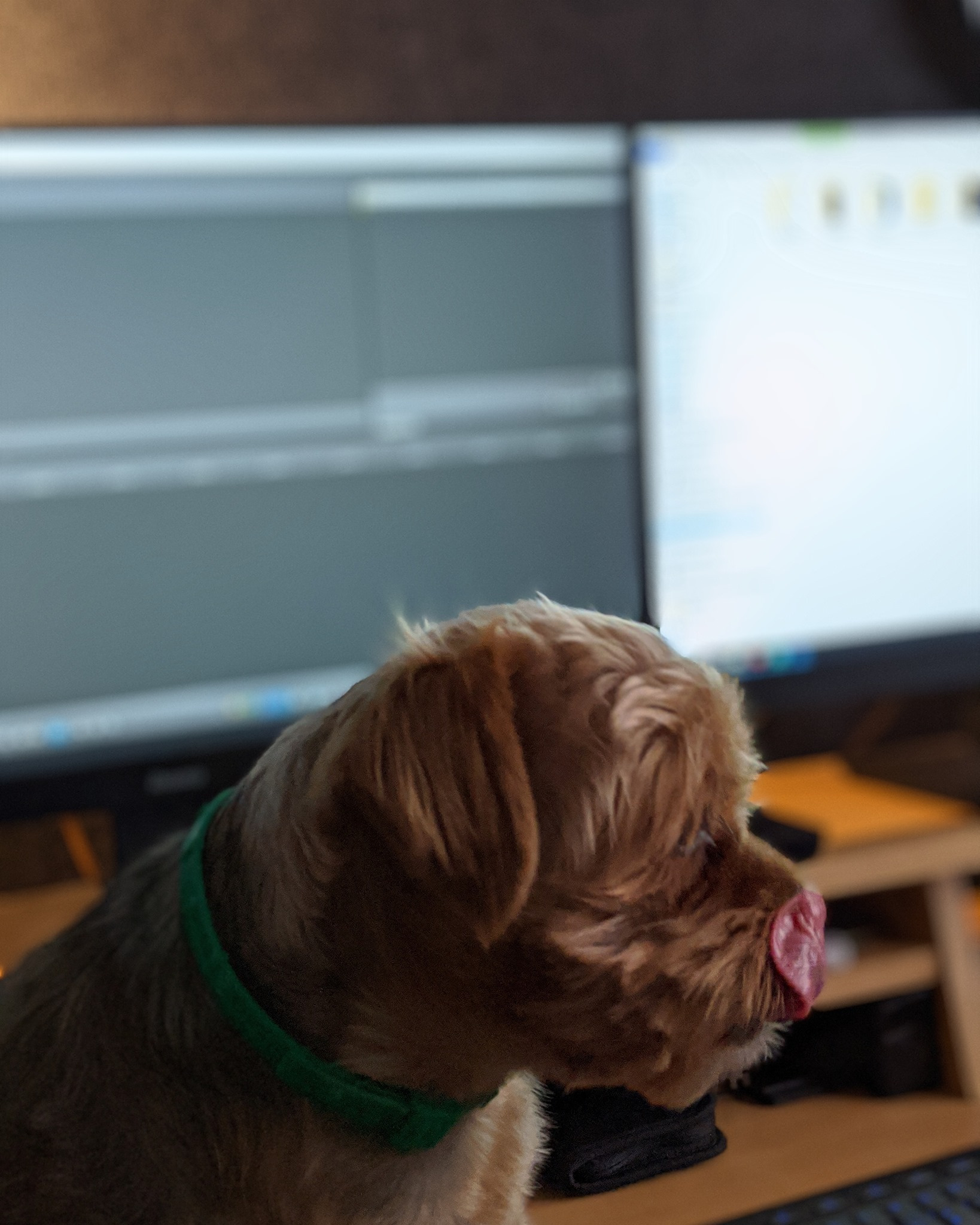 Pies rasy Yorkshire Terrier z zieloną obrożą siedzi przed dwoma monitorami komputerowymi, jeden z widocznym oprogramowaniem do edycji wideo, a drugi z interfejsem użytkownika. Pies wystawia język.