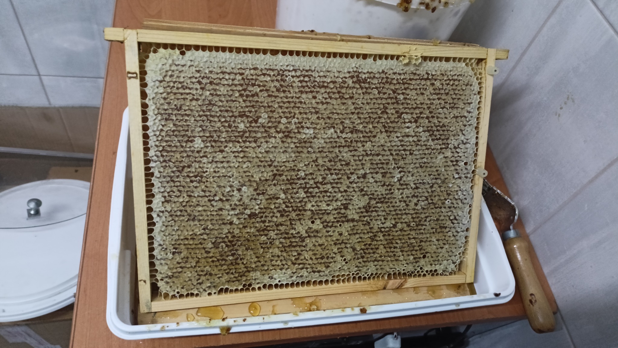 Ramka z plastrem miodu z Nowego Sącza, umieszczona w białej kuwecie, obok leży dłuto pasieczne.