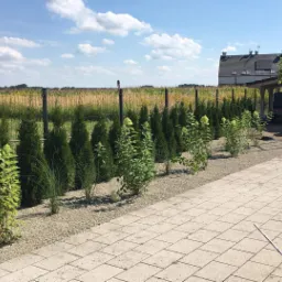 Świeżo posadzone tuje szmaragdowe i hortensje bukietowe wzdłuż ogrodzenia, podsypane drobnym żwirem, na tle pola i błękitnego nieba z obłokami, widok z perspektywy chodnika z kostki brukowej.