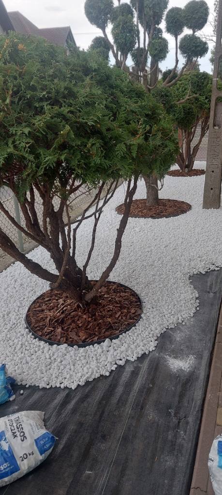 Aranżacja ogrodu z kulistymi tujami, białym grysem i obrzeżami rabat. Widoczne worki z kamieniem ozdobnym.