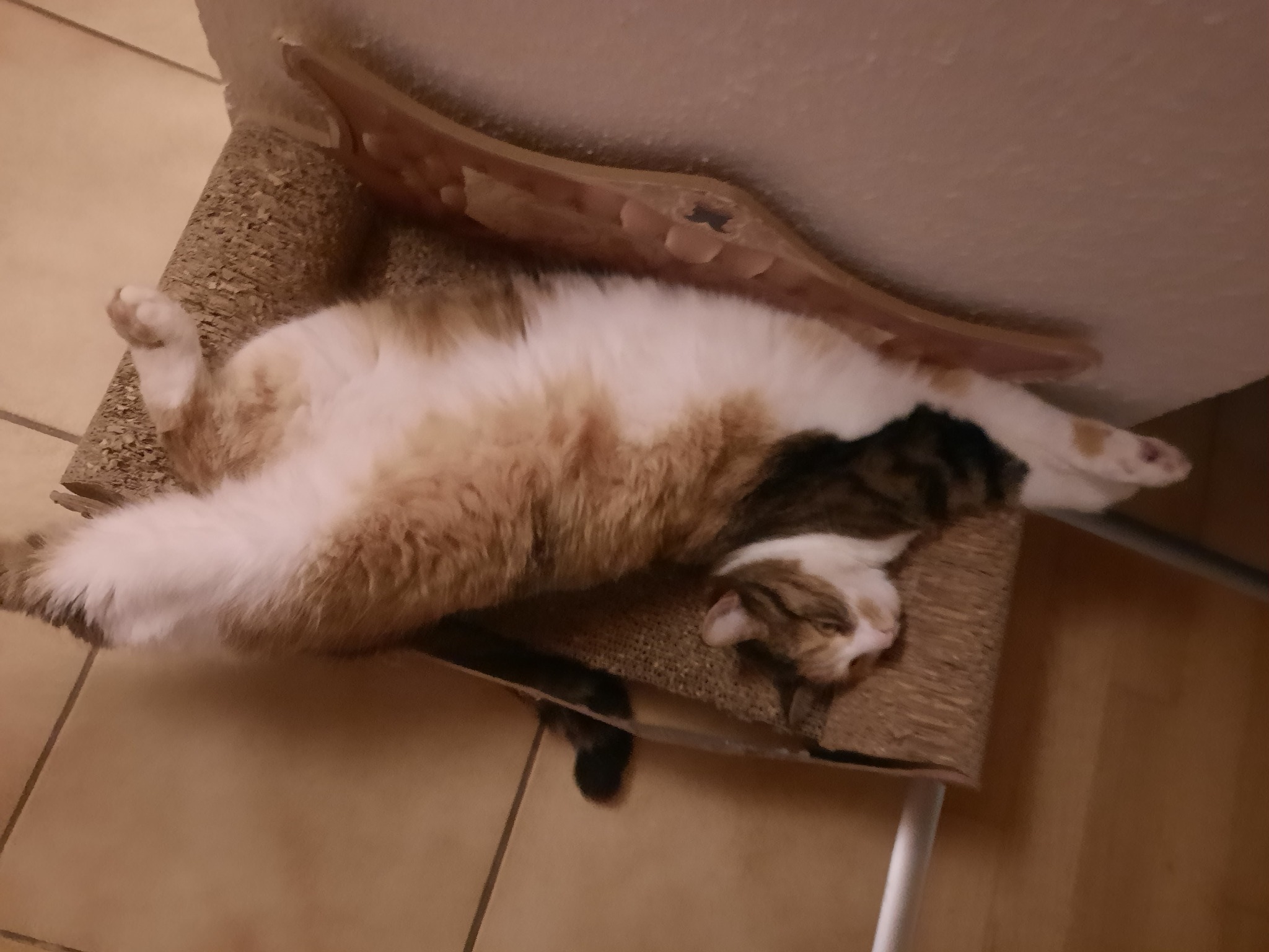 Śpiący, trójkolorowy kot leżący na drapaku z tektury falistej, z drewnianą półką powyżej, na tle beżowych płytek podłogowych.