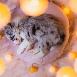 Śpiący szczeniak rasy border collie merle leży na różowej poduszce w otoczeniu świecących kul z włóczki, tworząc przytulną atmosferę.