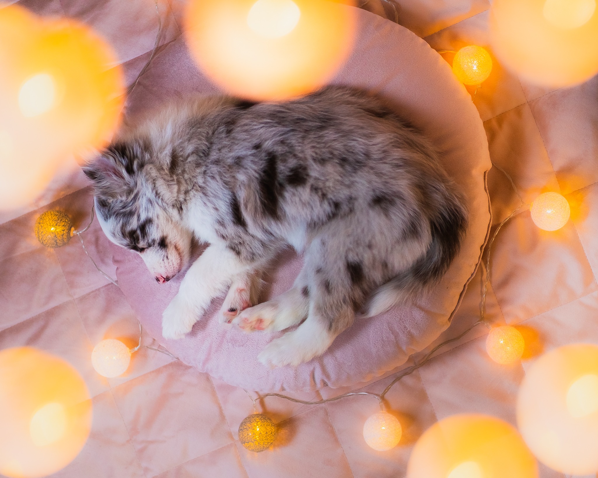 Śpiący szczeniak rasy border collie merle leży na różowej poduszce w otoczeniu świecących kul z włóczki, tworząc przytulną atmosferę.