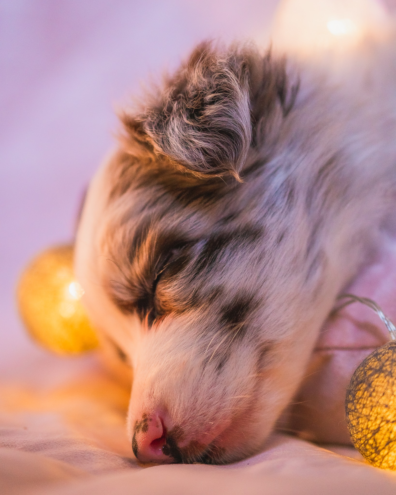 Śpiący szczeniak rasy owczarek australijski merle z zamkniętymi oczami, otoczony ciepłym światłem dekoracyjnych kul świetlnych na miękkim, różowym tle.