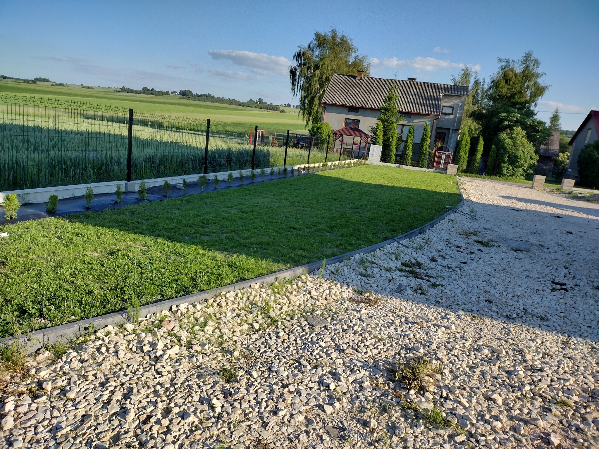 Nowo założony trawnik z niskimi tujami wzdłuż ogrodzenia panelowego na tle domu i pola uprawnego.