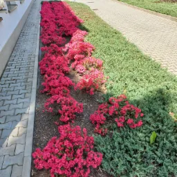 Rabata z kwitnącymi na różowo azaliami i zielonymi krzewami iglastymi, oddzielona od chodnika obrzeżem, na tle budynku mieszkalnego i parkingu.