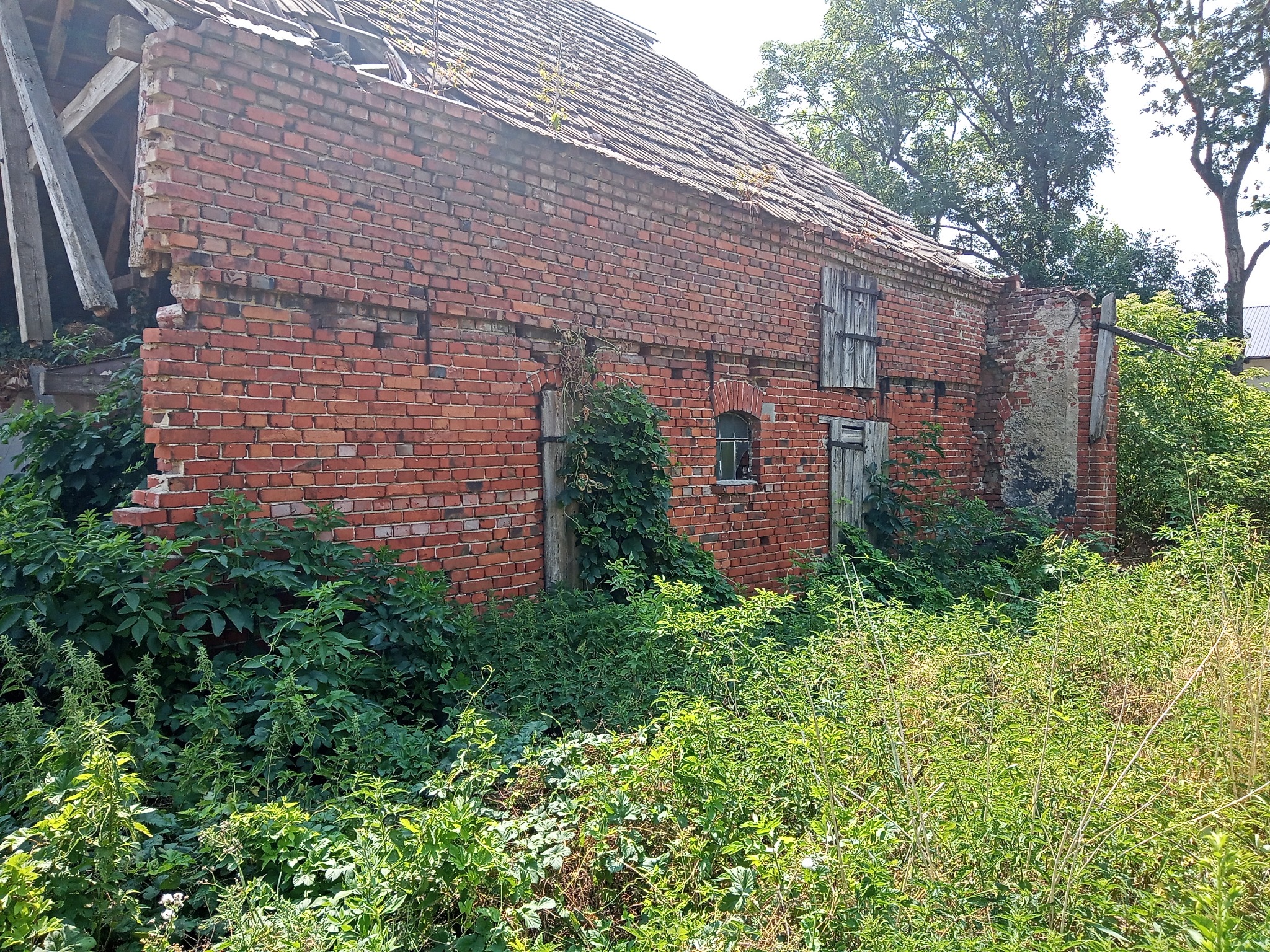 Zrujnowany, ceglany budynek gospodarczy z dziurawym dachem, częściowo porośnięty roślinnością, z drewnianymi okiennicami i fragmentami konstrukcji dachowej.