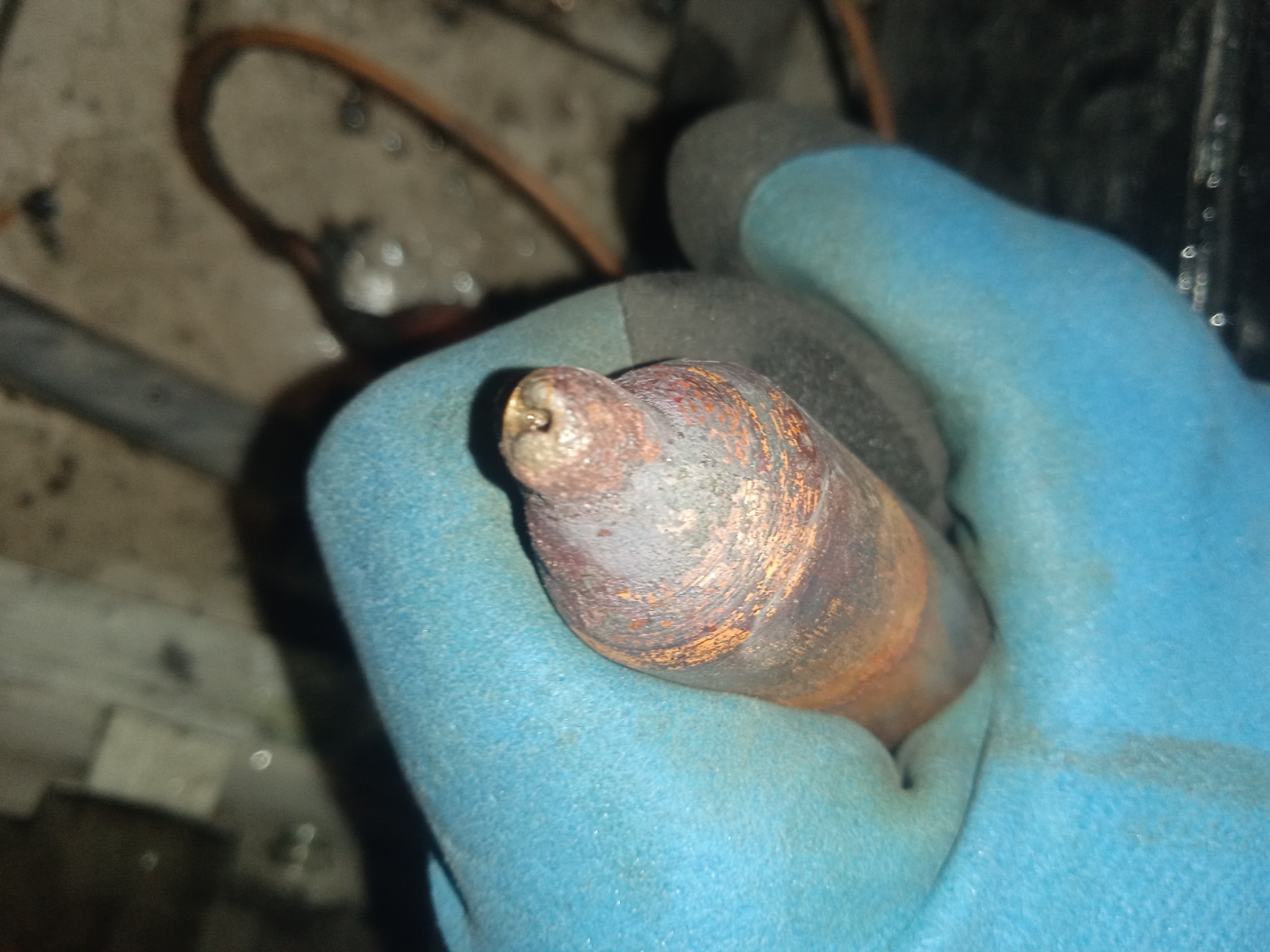 Miedziana rurka z lutem w niebieskiej rękawicy roboczej, widoczne ślady korozji i lutowania.