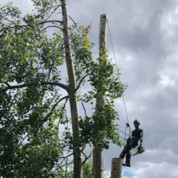 Arborysta w kasku, na linie, z piłą łańcuchową, siedzi na ściętym pniu drzewa, obok dwa wysokie drzewa z liśćmi, pochmurne niebo w tle.