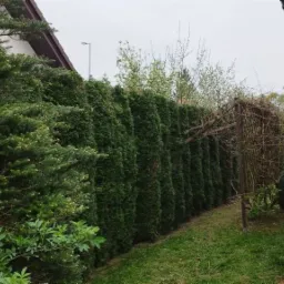 R&oacute;wny szpaler gęstych, ciemnozielonych tuj tworzących żywopłot wzdłuż granicy działki, z widoczną drewnianą konstrukcją pod pnącza i fragmentem budynku w tle.