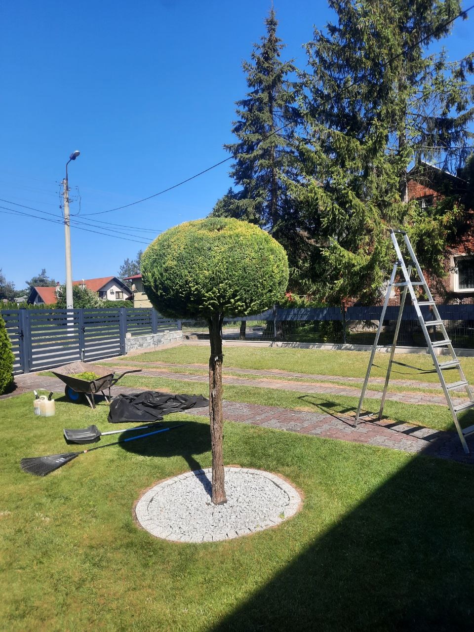 Kształtowane drzewo w formie kuli, otoczone białym żwirem, z drabiną i narzędziami ogrodniczymi w tle, na zadbanym trawniku w słoneczny dzień.