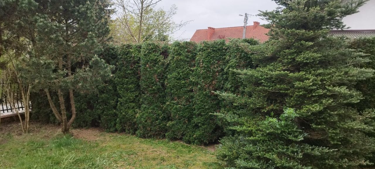 Gęsty, równo przycięty żywopłot z tui szmaragd, oddzielający posesję od sąsiadów, z widocznym fragmentem trawnika i drzew iglastych w tle, oraz dachem domu sąsiada.