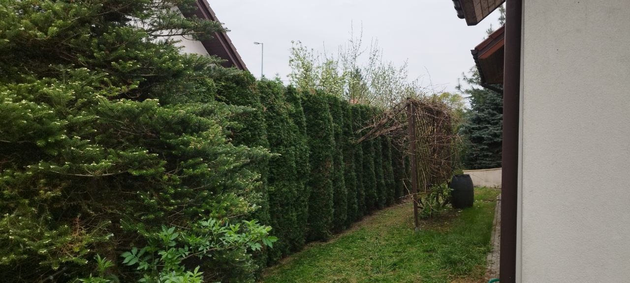 Równy szpaler gęstych, ciemnozielonych tuj tworzących żywopłot wzdłuż granicy działki, z widoczną drewnianą konstrukcją pod pnącza i fragmentem budynku w tle.