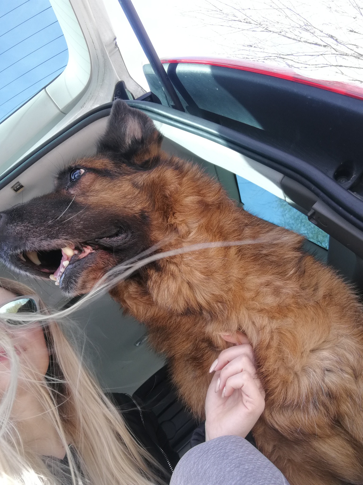 Duży, brązowy pies z otwartym pyskiem i widocznymi zębami wystaje z bagażnika samochodu w Opolu, obok widoczna blondwłosa osoba.