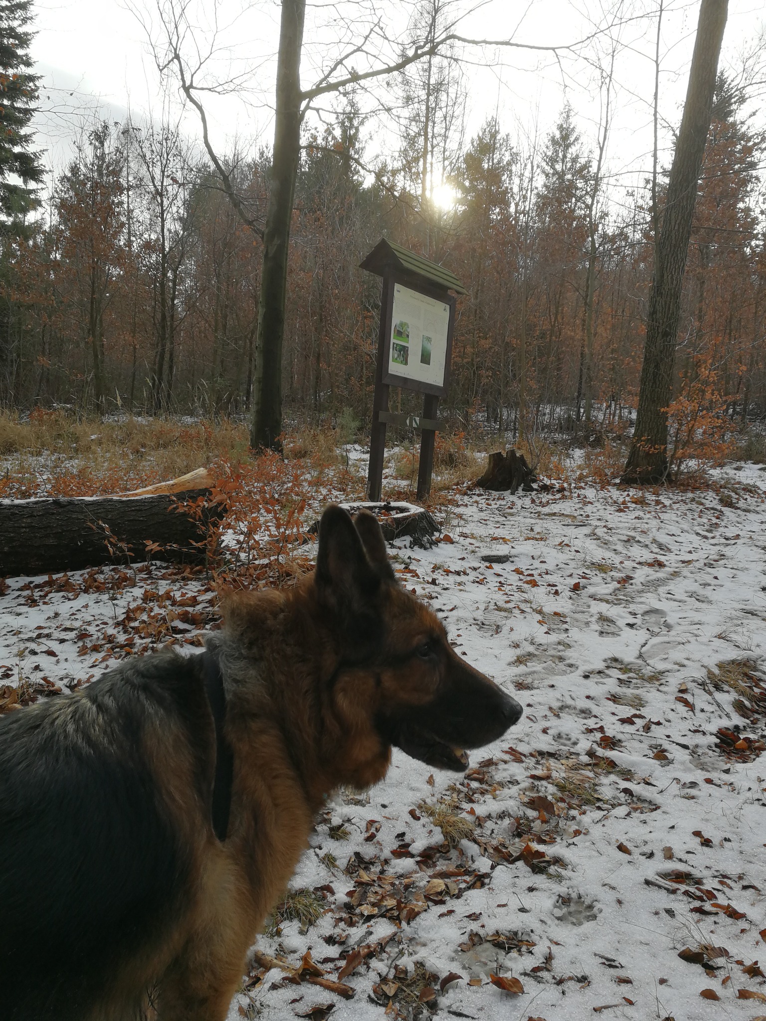 Owczarek niemiecki na spacerze w lesie, w tle tablica informacyjna i drzewa pokryte śniegiem.