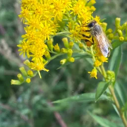 Pszczoła zbiera pyłek z intensywnie żółtych kwiatów nawłoci pospolitej, widoczne obnóża wypełnione pyłkiem.