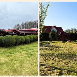 Usługi ogrodnicze Beny The Gardener Michał Bening - Dzielone ujęcie ogrodu: wypielęgnowany trawnik z kulistymi krzewami i trawnik po wertykulacji z kosiarką w tle, prezentujące efekt zabiegów pielęgnacyjnych.