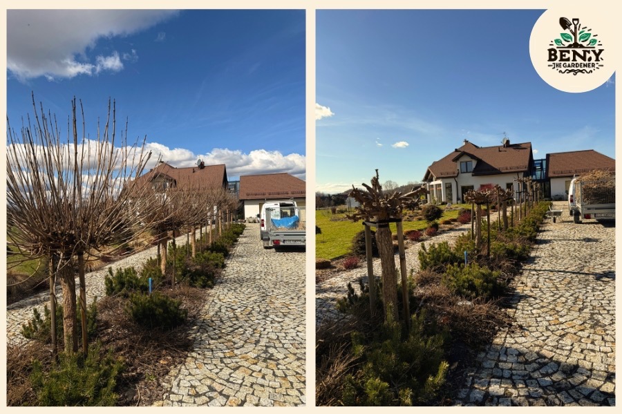 Aleja formowanych drzew i krzewów iglastych wzdłuż kamiennej drogi do posesji. Widoczny samochód dostawczy z przyczepą. Słoneczny dzień, błękitne niebo.