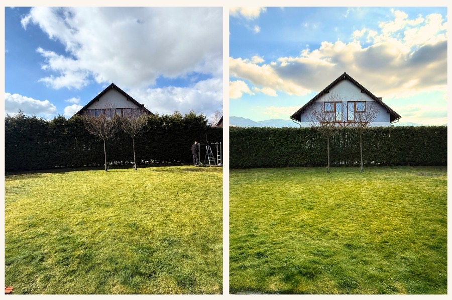 Porównanie ogrodu przed i po pielęgnacji: zarośnięty trawnik vs. równo przystrzyżona trawa, żywopłot i drzewa. Osoba przy pracy z drabiną w tle.