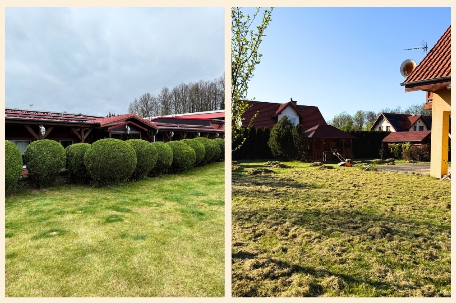 Dzielone ujęcie ogrodu: wypielęgnowany trawnik z kulistymi krzewami i trawnik po wertykulacji z kosiarką w tle, prezentujące efekt zabiegów pielęgnacyjnych.