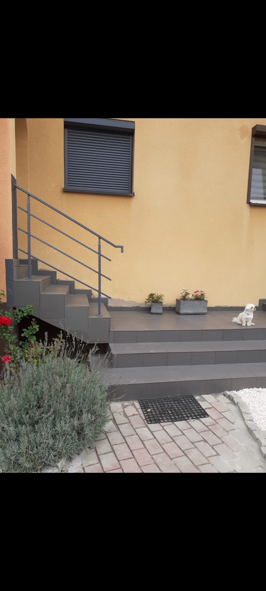 Szare, wykafelkowane schody wejściowe z metalową barierką, donice z kwiatami i mały biały pies siedzący na górnym stopniu, na tle żółtej ściany budynku z zamkniętymi roletami.