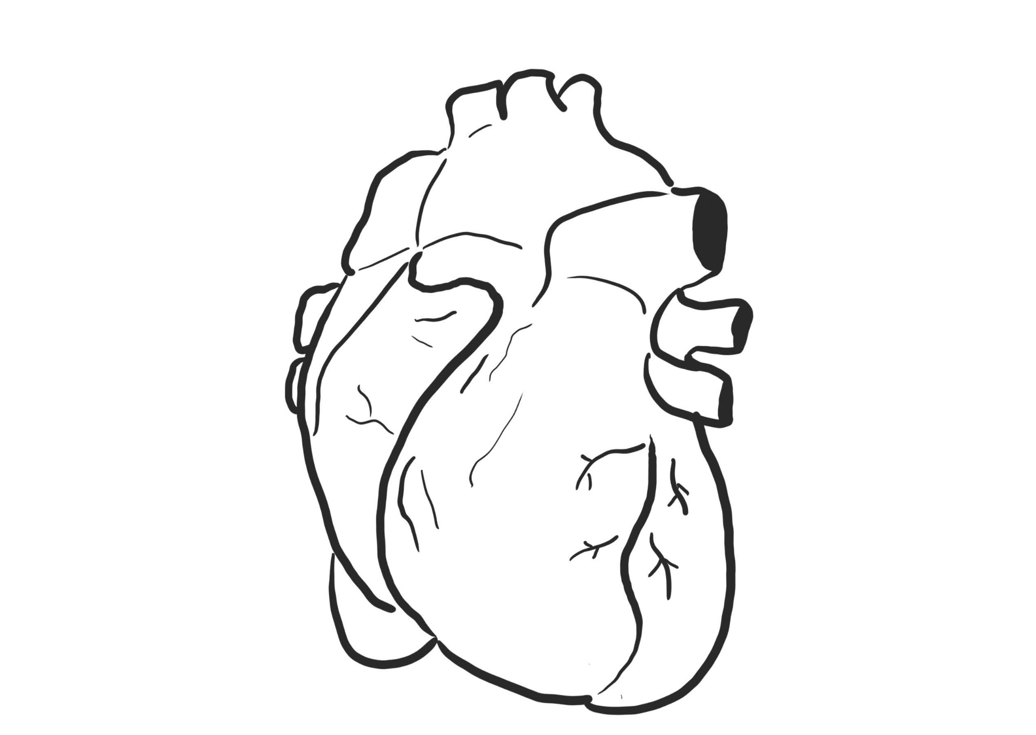 Czarno-biały, uproszczony rysunek anatomicznego serca na białym tle.