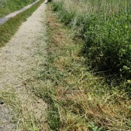Świeżo skoszona trawa na polnej drodze, widoczne ślady koszenia i wysoka trawa po bokach.