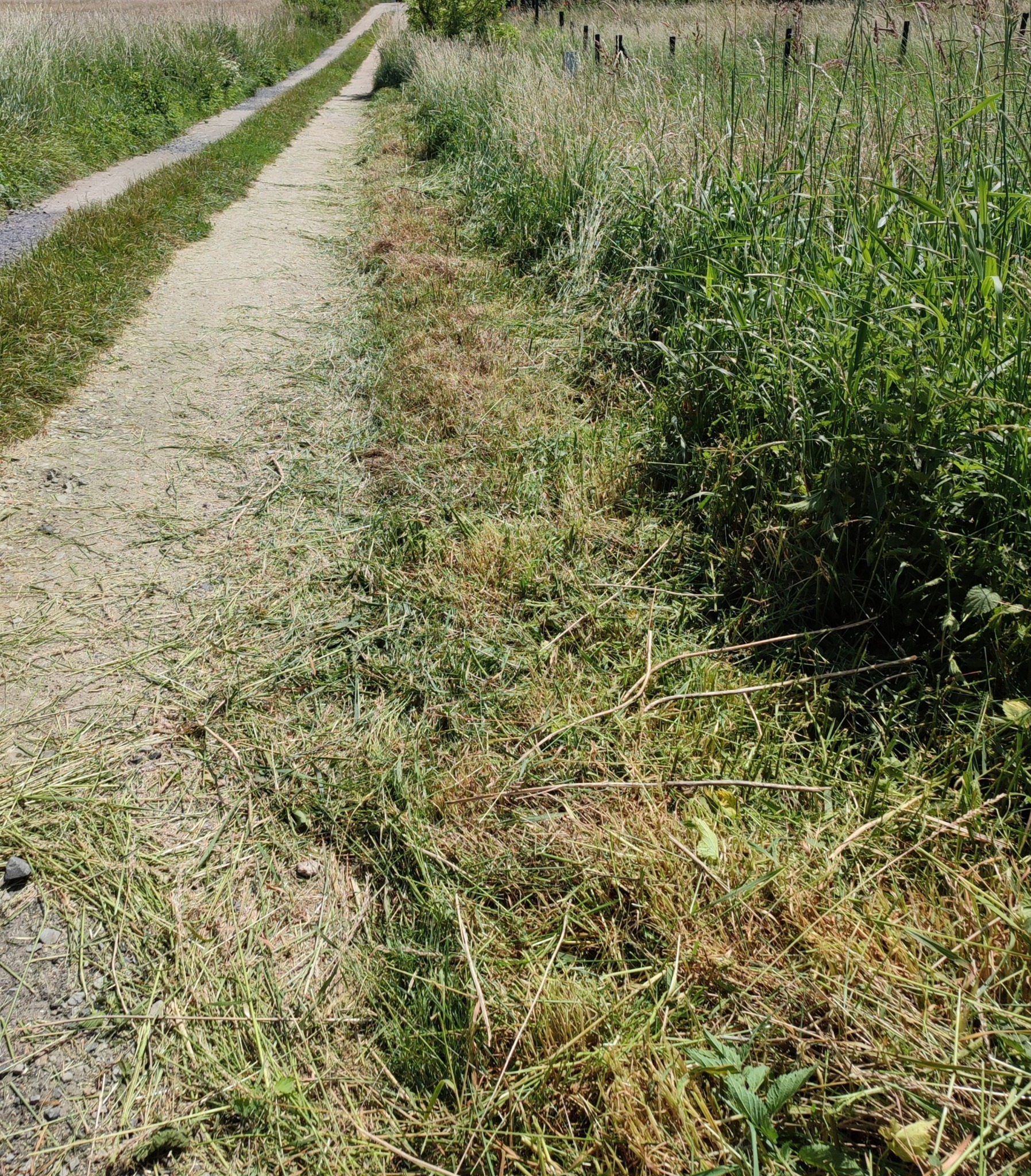 Świeżo skoszona trawa na polnej drodze, widoczne ślady koszenia i wysoka trawa po bokach.