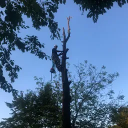 Pracownik w uprzęży, z piłą spalinową, na wysokim pniu drzewa po częściowej redukcji korony, widok z dołu na tle błękitnego nieba.