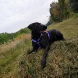 Czarny labrador w fioletowej uprzęży leży na trawiastym wzg&oacute;rzu z otwartym pyskiem i wyciągniętym językiem, w tle drzewa i pochmurne niebo.