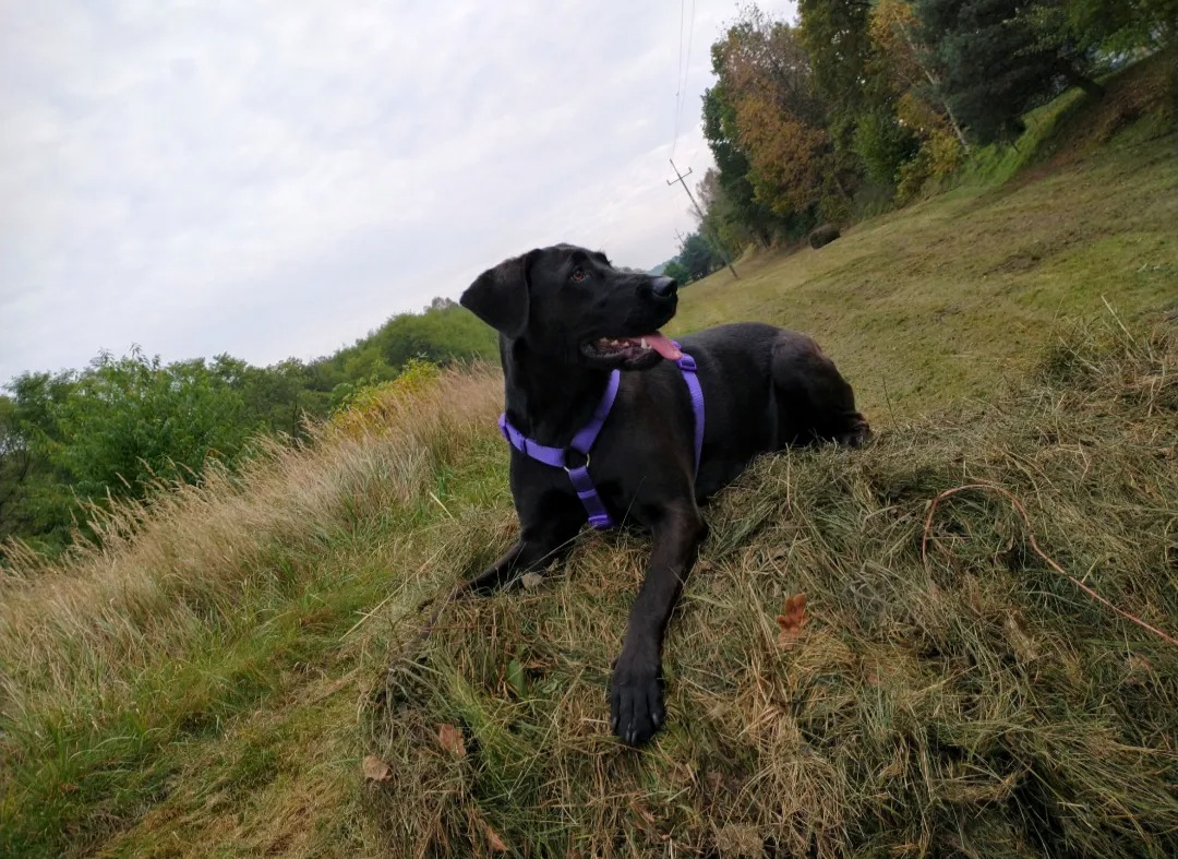 Czarny labrador w fioletowej uprzęży leży na trawiastym wzgórzu z otwartym pyskiem i wyciągniętym językiem, w tle drzewa i pochmurne niebo.