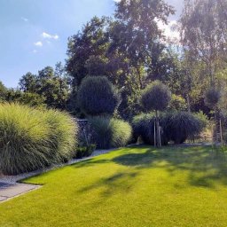 Flori-Arch Radosław Madejowicz - Utrzymany trawnik z dekoracyjnymi trawami i formowanymi krzewami kulistymi, wykończony białym grysem, w tle drzewa liściaste i błękitne niebo z chmurami.