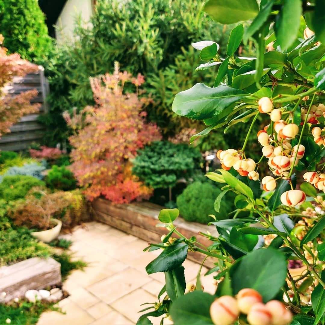 Kompaktowy, zadbany ogród z kwitnącym trzmieliną oskrzydloną na pierwszym planie, ukazujący różnorodność roślin i ułożony z kostki chodnik.