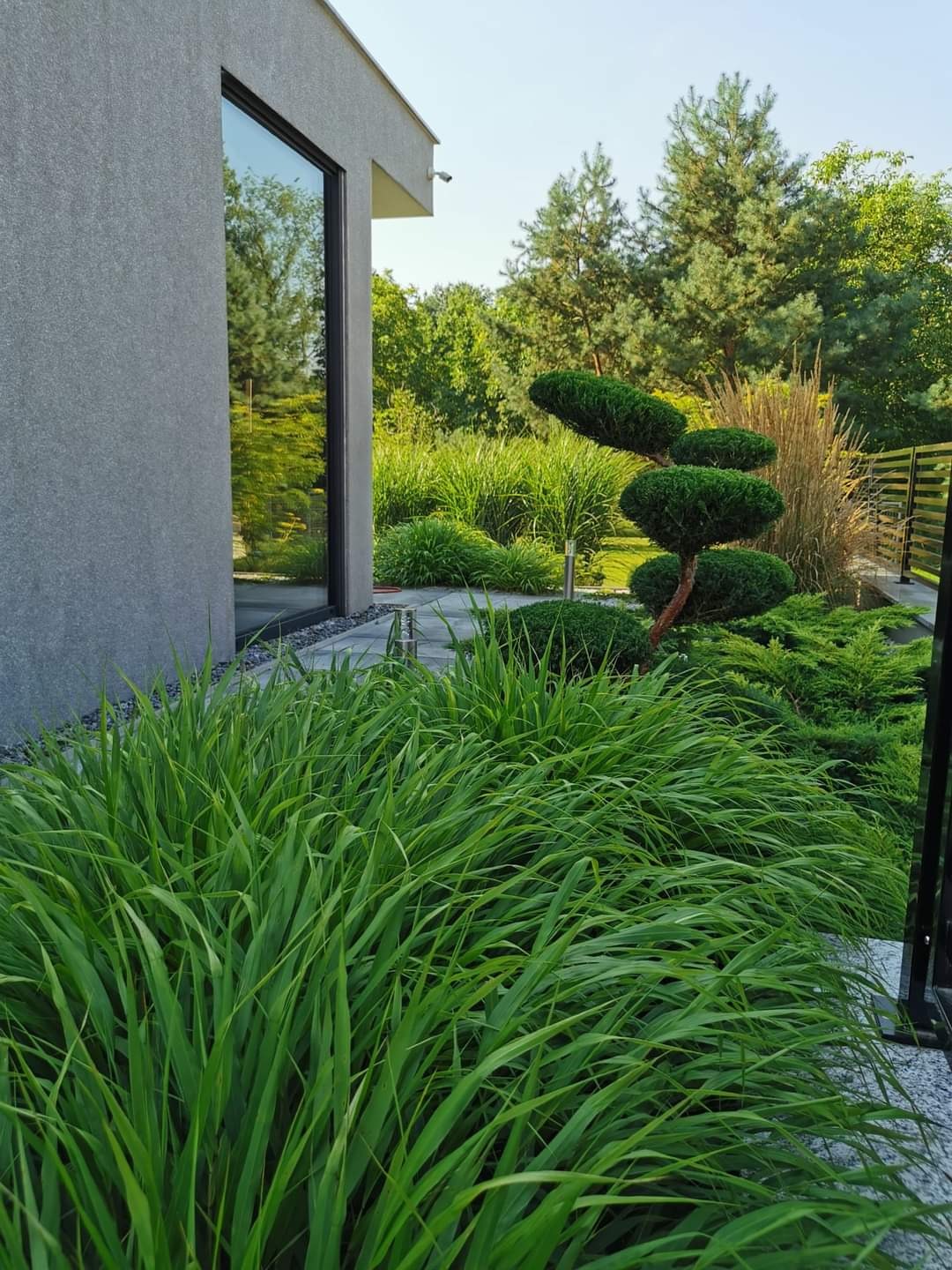 Nowoczesny ogród przydomowy z ozdobnymi trawami, formowanymi krzewami i ścieżką z płyt kamiennych, widok z perspektywy niskiej trawy.